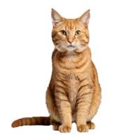 Cats. img